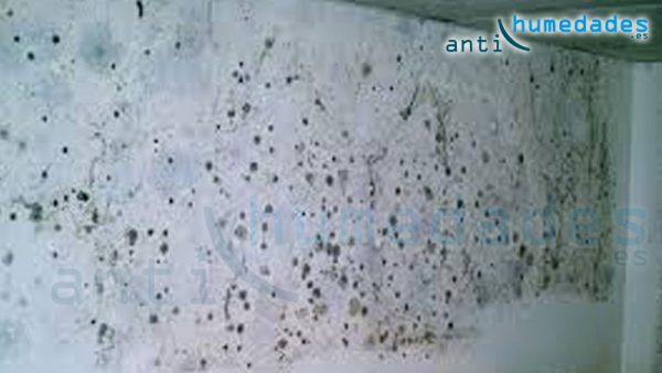 Las pinturas de base cal impiden que las esporas de moho y hongos arraiguen en las paredes y techos de tu vivienda