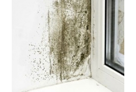 Limpieza y tratamiento de condensaciones: Detergentes antimoho ecológicos